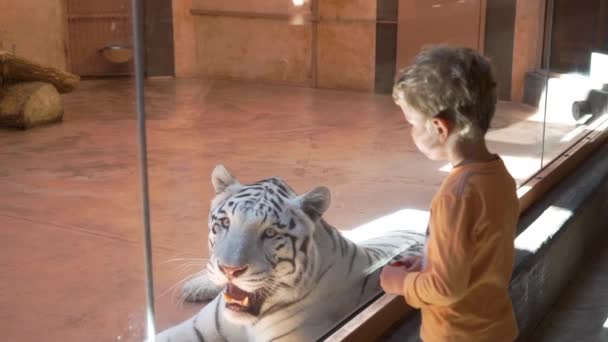 Мальчик смотрит на белого тигра в зоопарке — стоковое видео