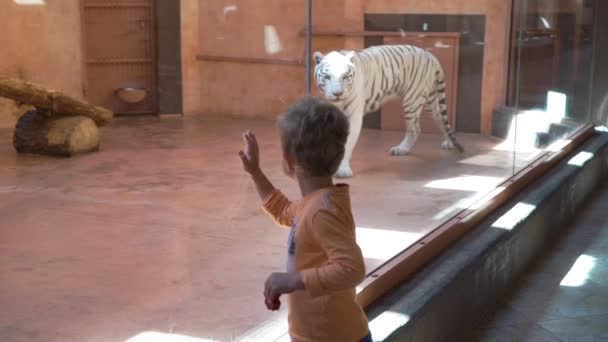 Menino assistir tigre branco no zoológico — Vídeo de Stock