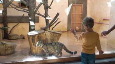 Hayvanat bahçesinde vahşi mermer kedi küçük çocuk bakar
