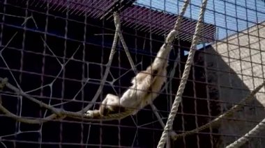Küçük maymun ipe yalan söylüyor