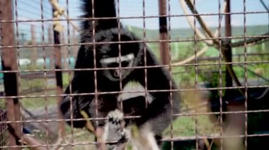 Maymun hayvanat bahçesinde yiyor