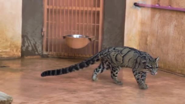 Дикий мраморный кот гуляет по зоопарку — стоковое видео