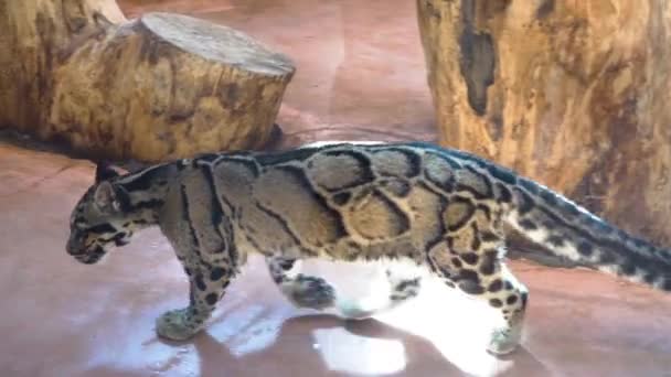 Дикий мраморный кот гуляет по зоопарку — стоковое видео