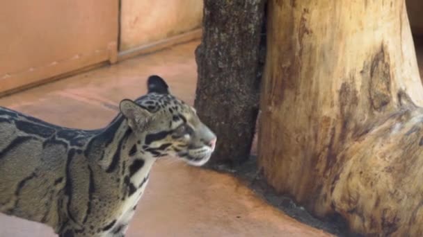动物园里长尾巴的野灰色大理石猫 生活在人工条件下的动物 野生动物在玻璃后面 — 图库视频影像