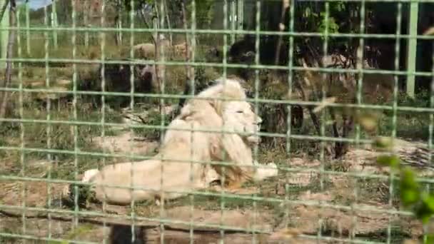 Великий лев відпочиває в зоопарку — стокове відео