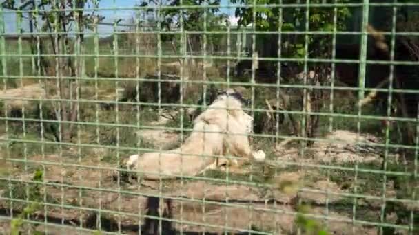 Hermoso león descansando en el zoológico — Vídeo de stock