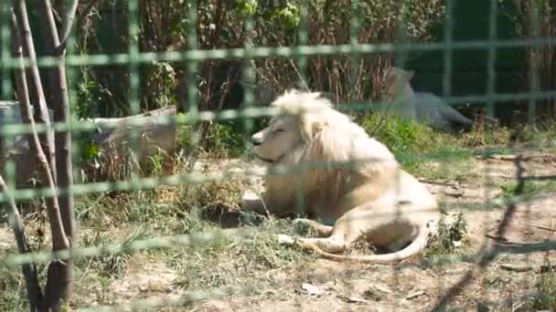 Прекрасная львица отдыхает в зоопарке — стоковое видео