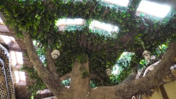 Enorme pie de árbol en el centro de la sala del zoológico — Vídeo de stock