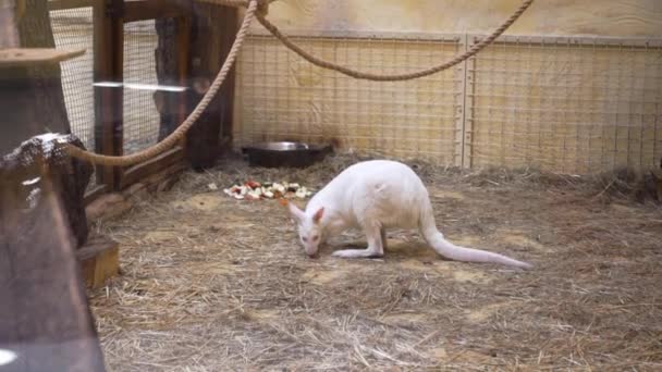 White kangaroo is at the zoo — Stock Video