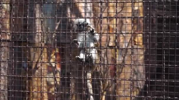 Tamarin está pendurado em uma gaiola — Vídeo de Stock