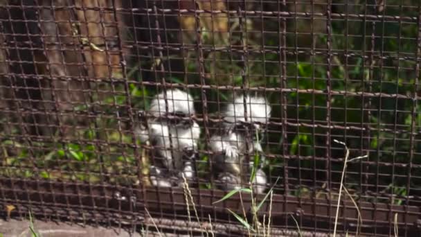 Tamarin is hanging on a cage — Stock Video