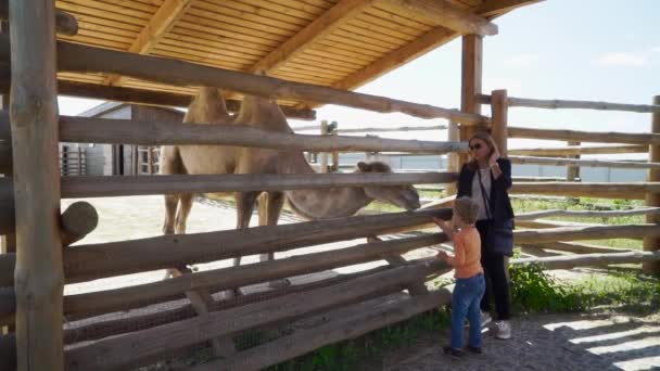A fiú élelmiszer ad teve az állatkertben — Stock videók