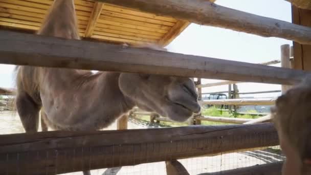 Хлопчик дає їжу верблюдові в зоопарку — стокове відео