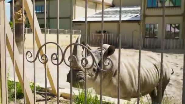 O rinoceronte olha de seu aviário para o zoológico — Vídeo de Stock