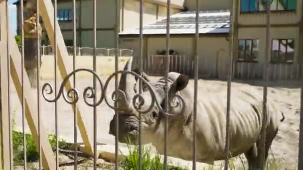 Nashorn schaut aus seiner Voliere im Zoo — Stockvideo