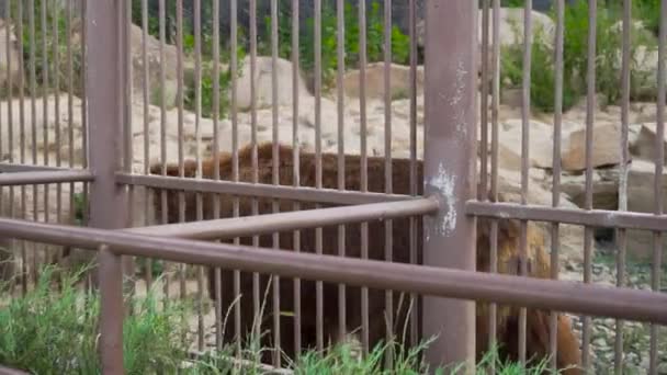 Urso castanho grande no zoológico — Vídeo de Stock