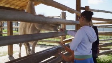 Çocuk deve hayvanat bahçesinde besleniyor