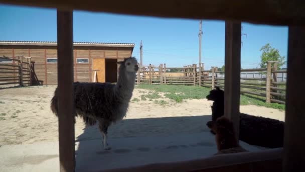 Ламы отдыхают в зоопарке — стоковое видео