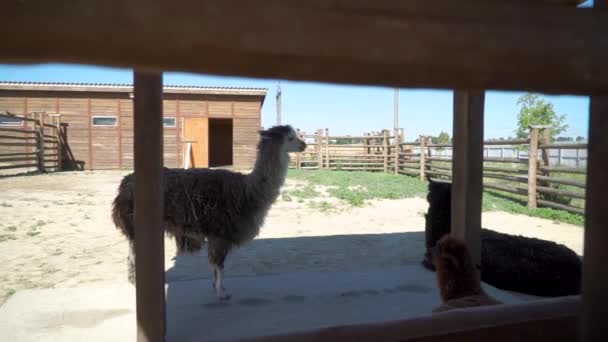 Lamas ruhen sich im Zoo aus — Stockvideo