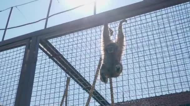 De aap opknoping op het dak van de behuizing — Stockvideo