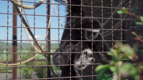 Monkey eats at the zoo — Stock Video