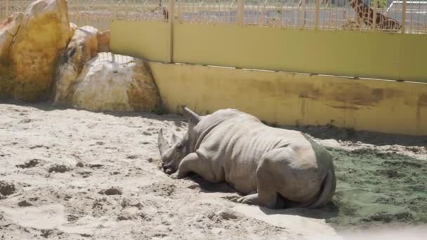 Носорог отдыхает на песке в зоопарке — стоковое видео