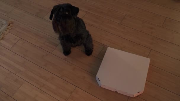 Pies siedzi w pobliżu pizza box na piętrze — Wideo stockowe