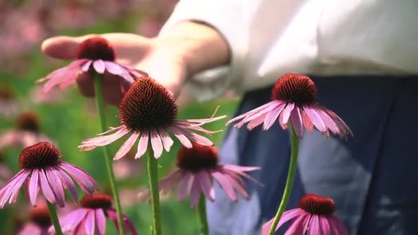 少女の手が花のつぼみに触れる — ストック動画