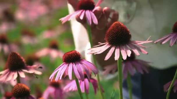 Vacker ung flicka att lukta blommor på ängen — Stockvideo