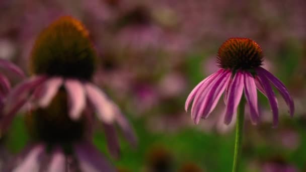 Blumen Echinacea auf einem Blumenfeld — Stockvideo
