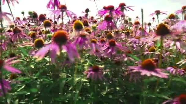 Échinacée de fleurs sur un champ de fleurs — Video