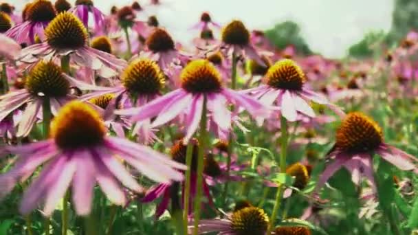 Flores equinácea en un campo de flores — Vídeos de Stock