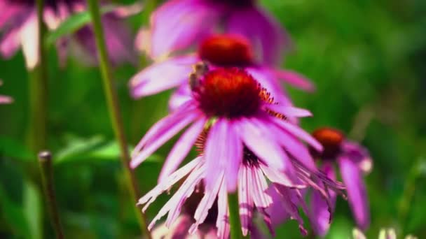 Pszczoła pollinates kwiatów — Wideo stockowe