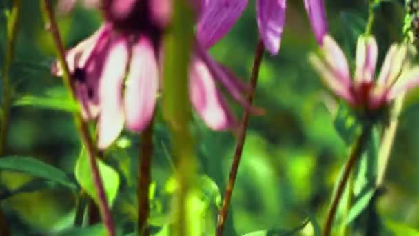 La abeja poliniza la flor — Vídeos de Stock