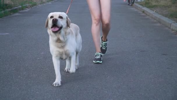 Утренняя прогулка с собакой — стоковое видео
