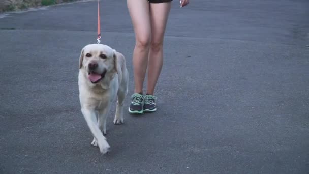 Ranní procházka se psem — Stock video