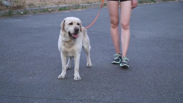 Ранкова прогулянка з собакою — стокове відео