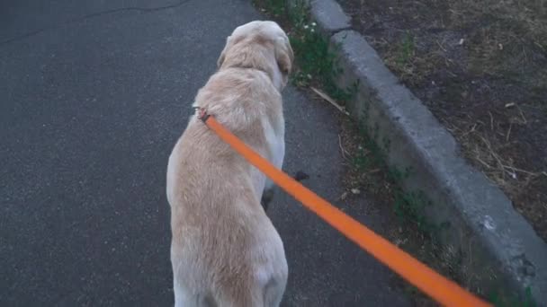 Beautiful dog walks on a leash outdoors — Stock Video