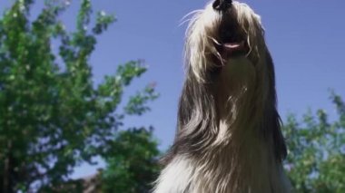 Kız onun köpeği bahçesinde çalış
