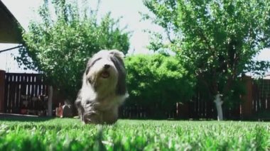 Avlu Bobtail çalışır