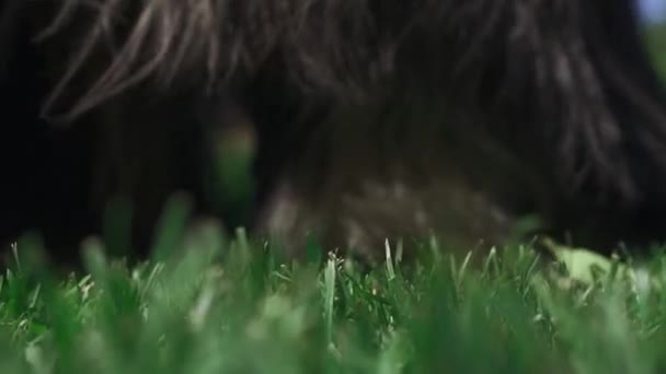 Hond loopt langs het groene gras — Stockvideo