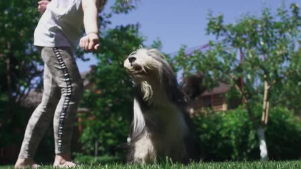 Girl plays with her dog at the yard — Stock Video