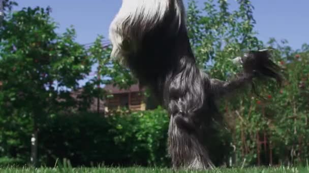 Bobtail leker med hans ägare på gården — Stockvideo