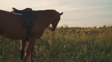 At çim sahada çiğniyor