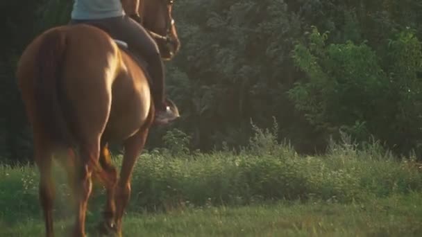 Chica está montando un caballo — Vídeo de stock