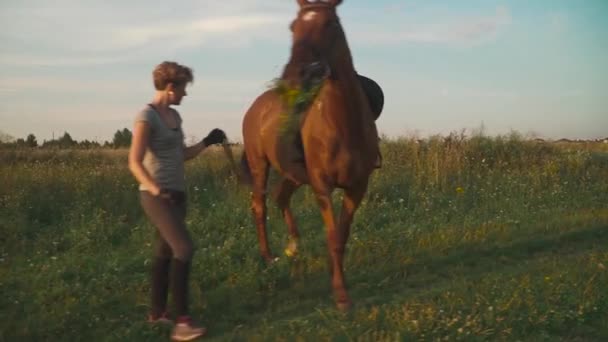 Лошадь жует траву на поле — стоковое видео