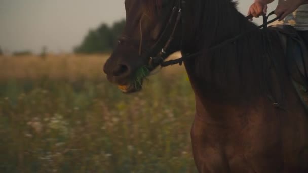 Meisje is het berijden van een paard — Stockvideo