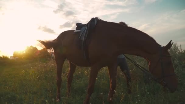 Caballo mastica la hierba en el campo — Vídeo de stock