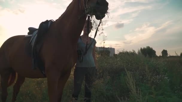 Hästen tuggar gräset på fältet — Stockvideo