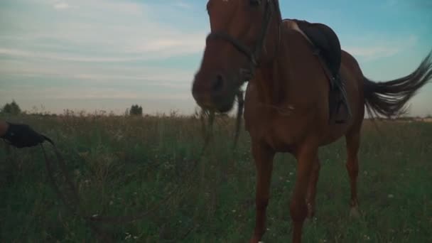 Jong meisje houdt het paard onder controle — Stockvideo